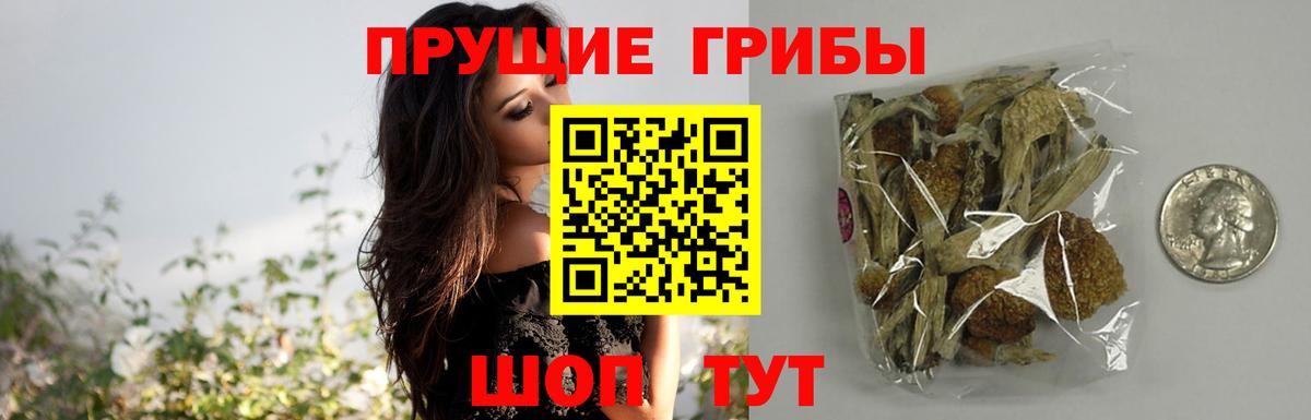 Псилоцибиновые грибы Cubensis Славгород